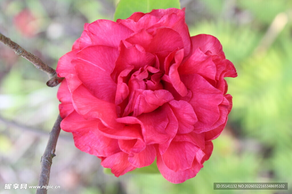山茶花