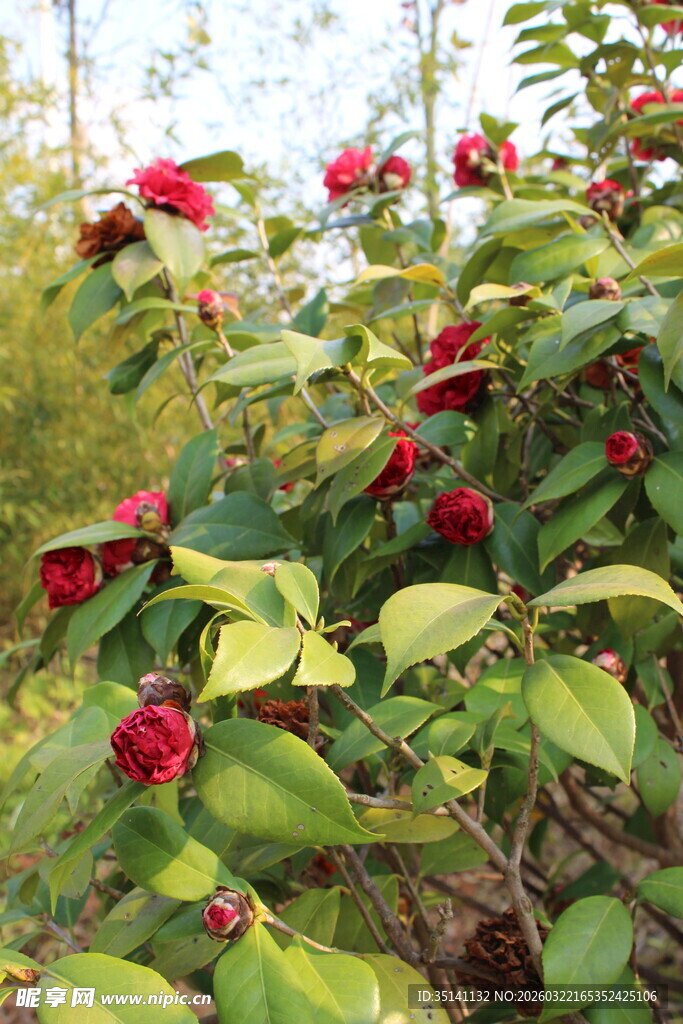 山茶花