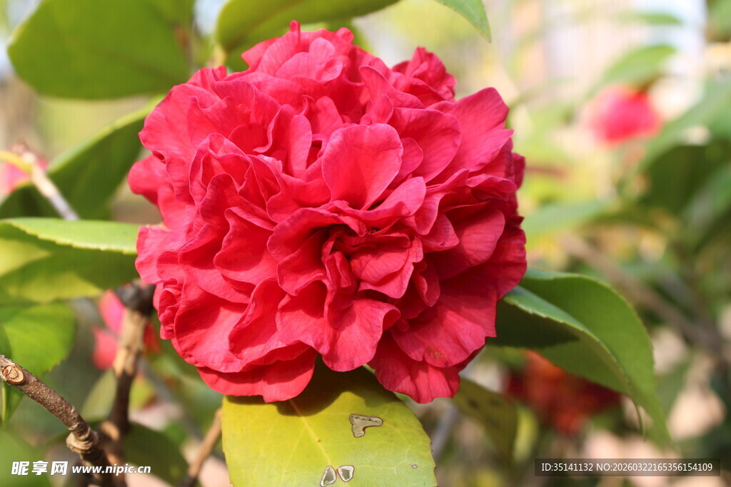 山茶花