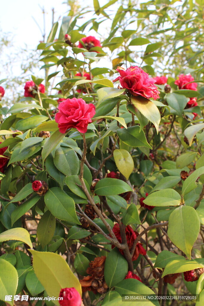山茶花