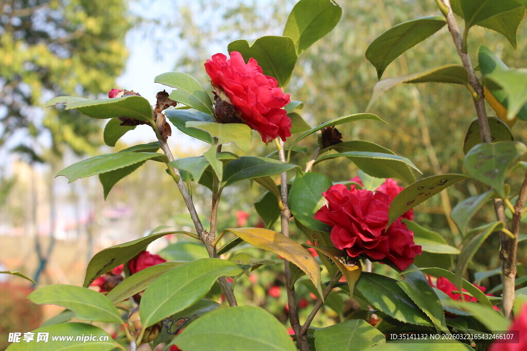 山茶花