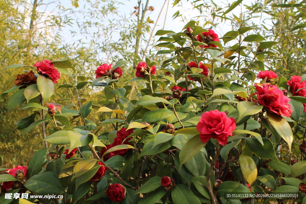 山茶花