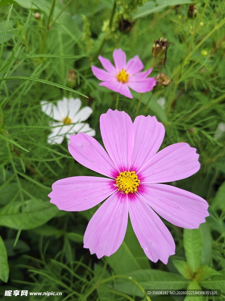 粉色波斯菊绽放于绿野