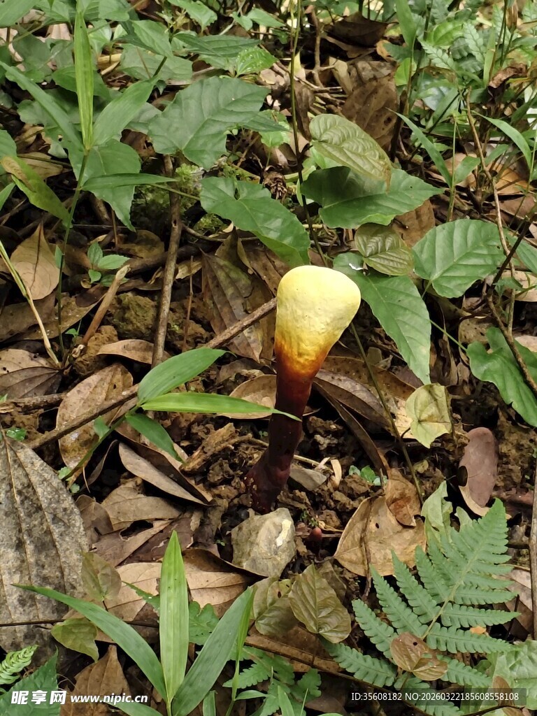 林中黄色林芝特写