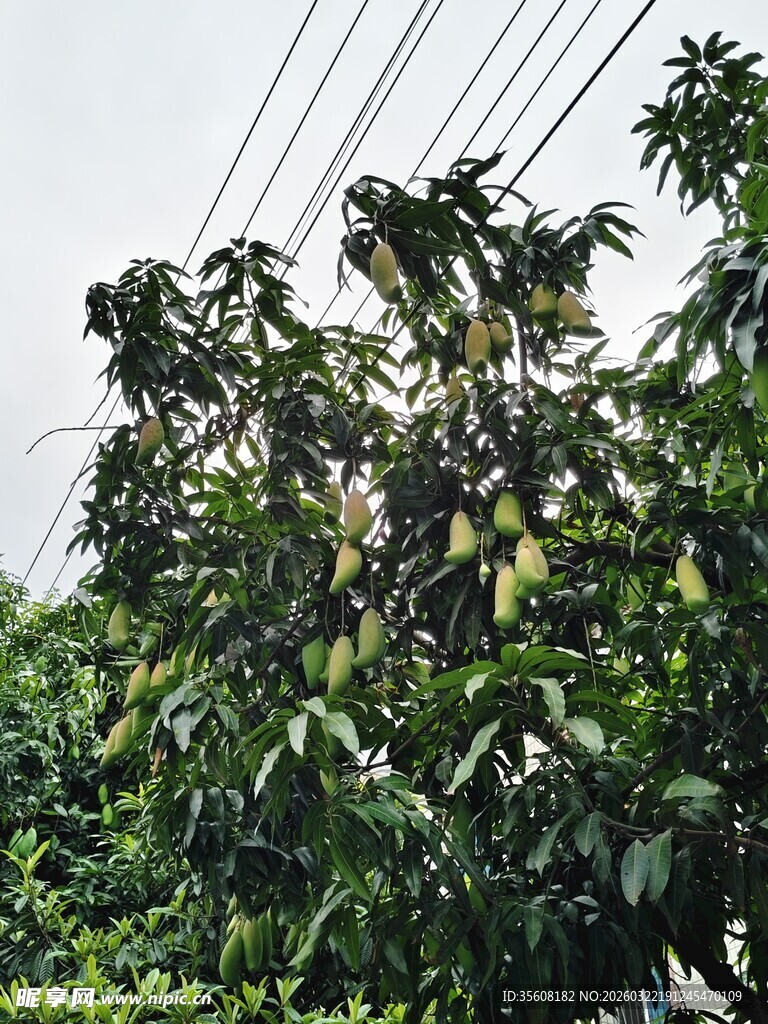 繁茂枝叶间的芒果树
