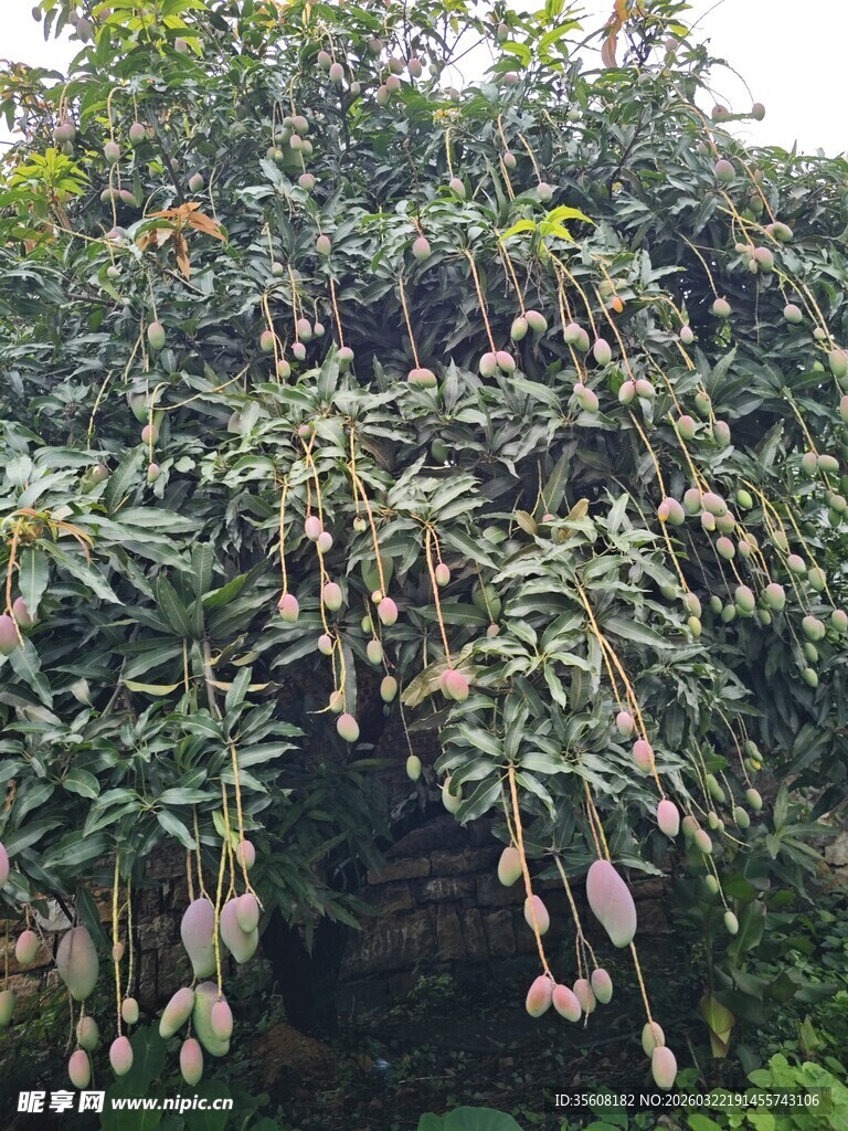 挂满果实的芒果树