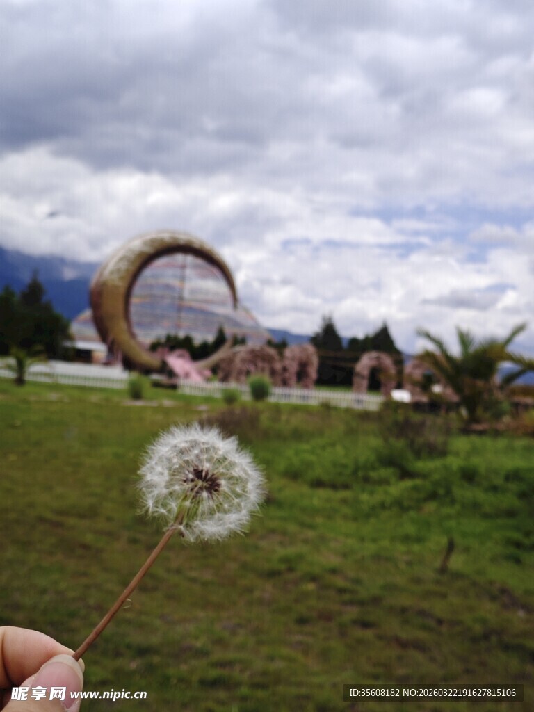 手拈蒲公英的户外风景
