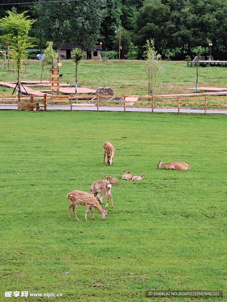 草原上悠闲的小鹿