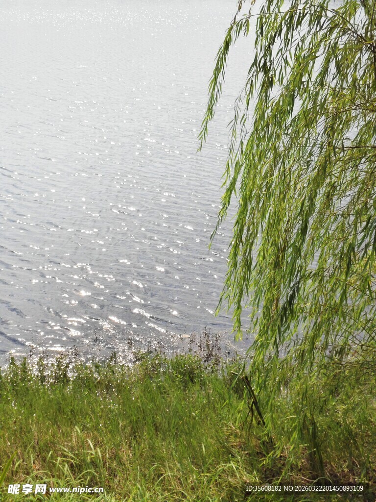 湖畔垂柳静谧自然景致