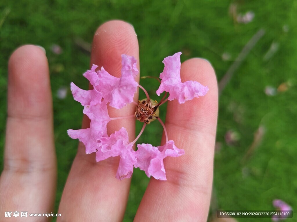 手中绽放的娇艳粉色紫薇