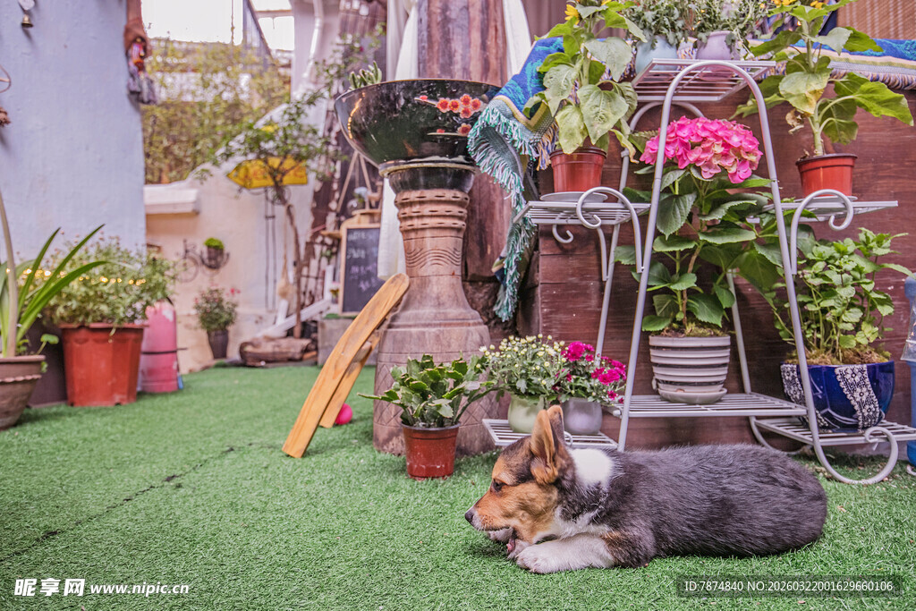 庭院中小狗惬意躺卧绿植间