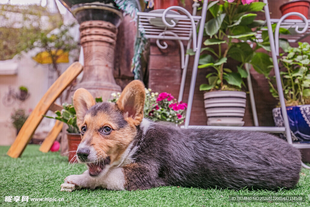 草地上休憩的可爱小柯基