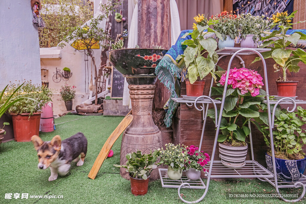 温馨庭院绿植与可爱萌宠