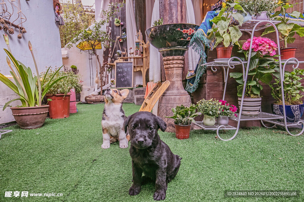 庭院中可爱的小狗与绿植