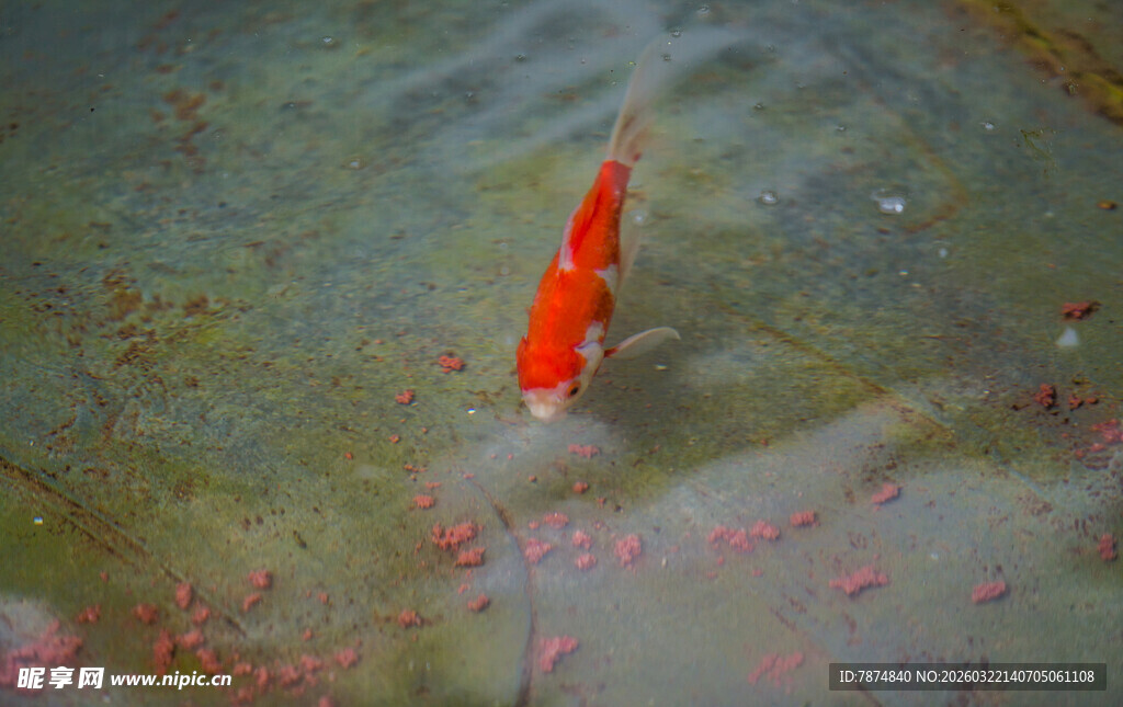 水中红锦鲤悠游
