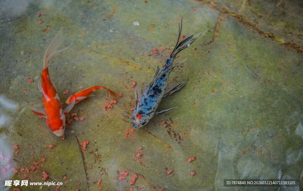水中红黑两色锦鲤游动