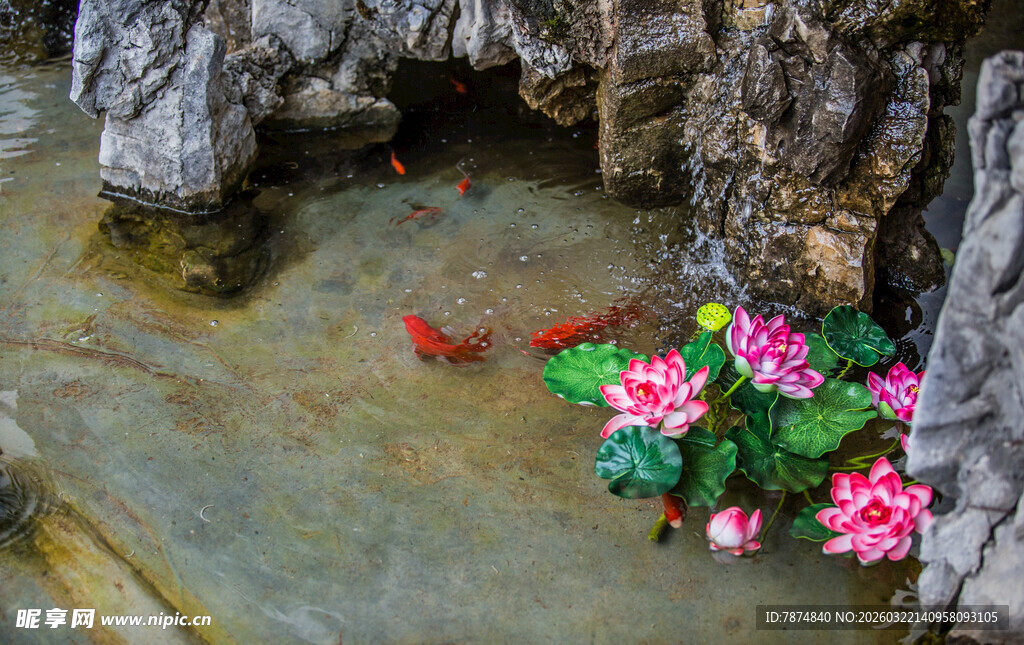 石畔锦鲤伴花景致清幽