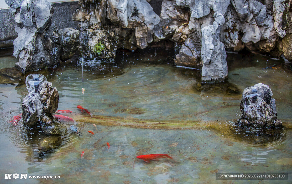 庭院锦鲤池中的灵动景致