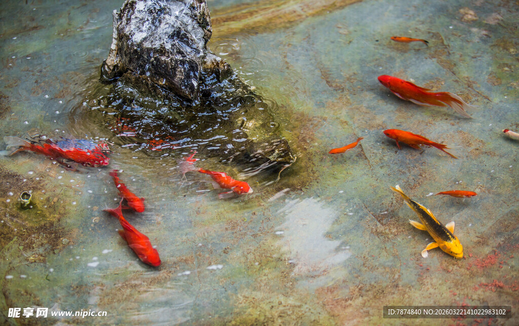 池塘中游动的多彩锦鲤