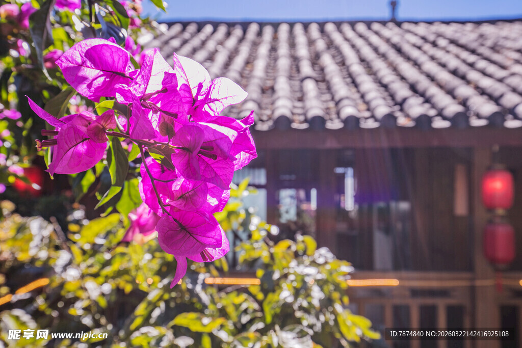 古宅旁绽放的艳丽三角梅