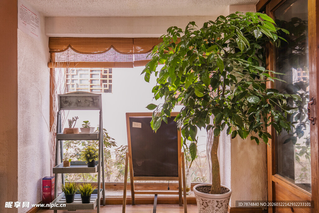 室内绿植装点温馨角落