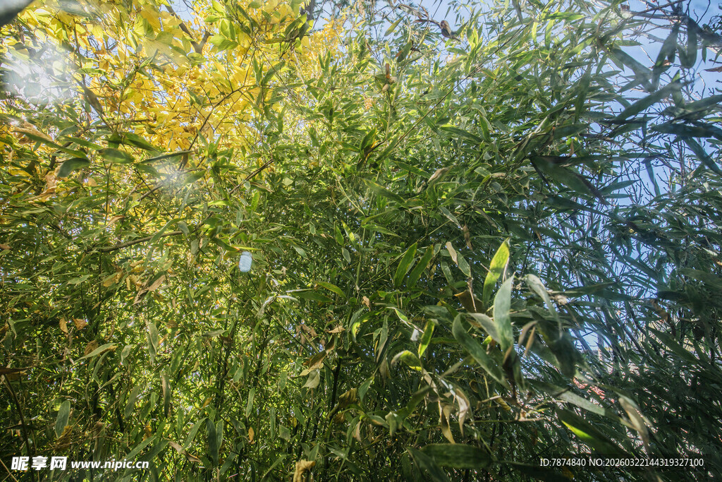 秋日葱郁树林景观