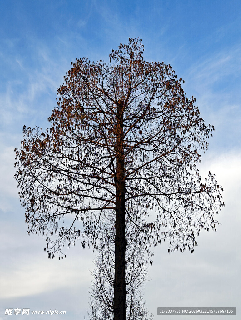 孤树挺立蓝天