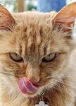 吐舌猫咪的俏皮瞬间