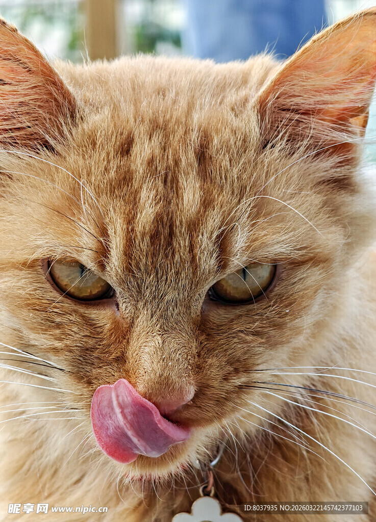 吐舌猫咪的俏皮瞬间