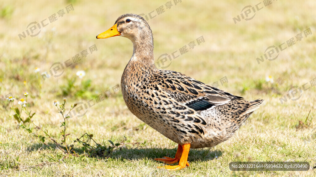 监利市荆江麻鸭