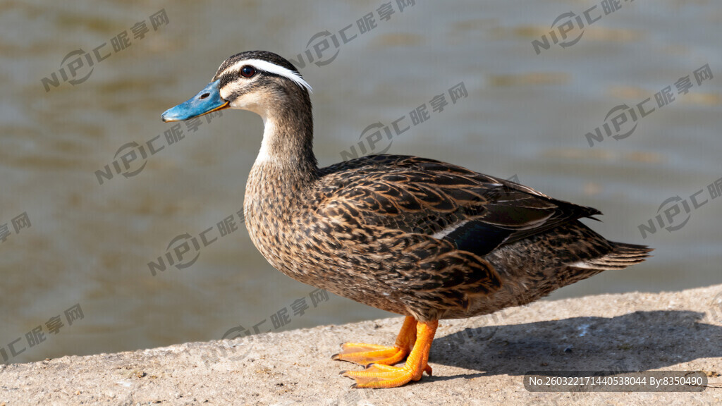 荆江鸭图片一张。头稍小