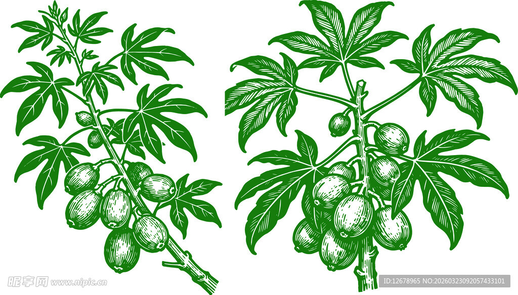 五指毛桃植物果实插画