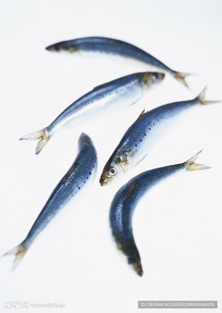 蓝色小鱼群特写