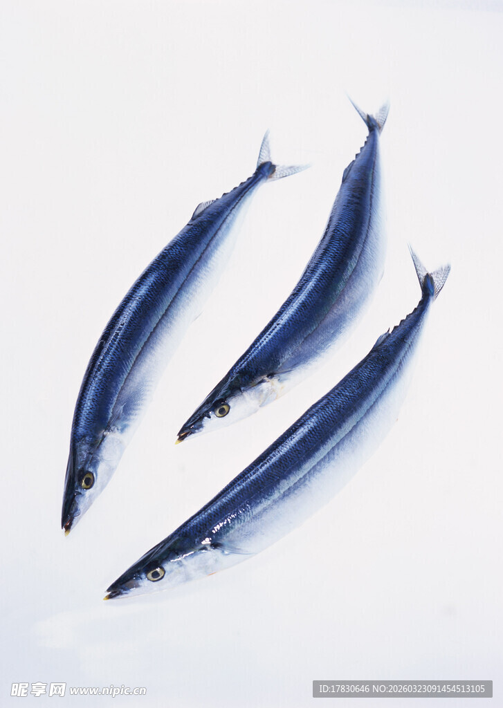 三条深蓝色细长海鱼