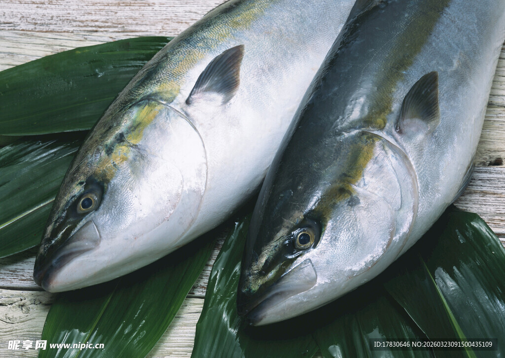 新鲜海鱼置于绿叶之上