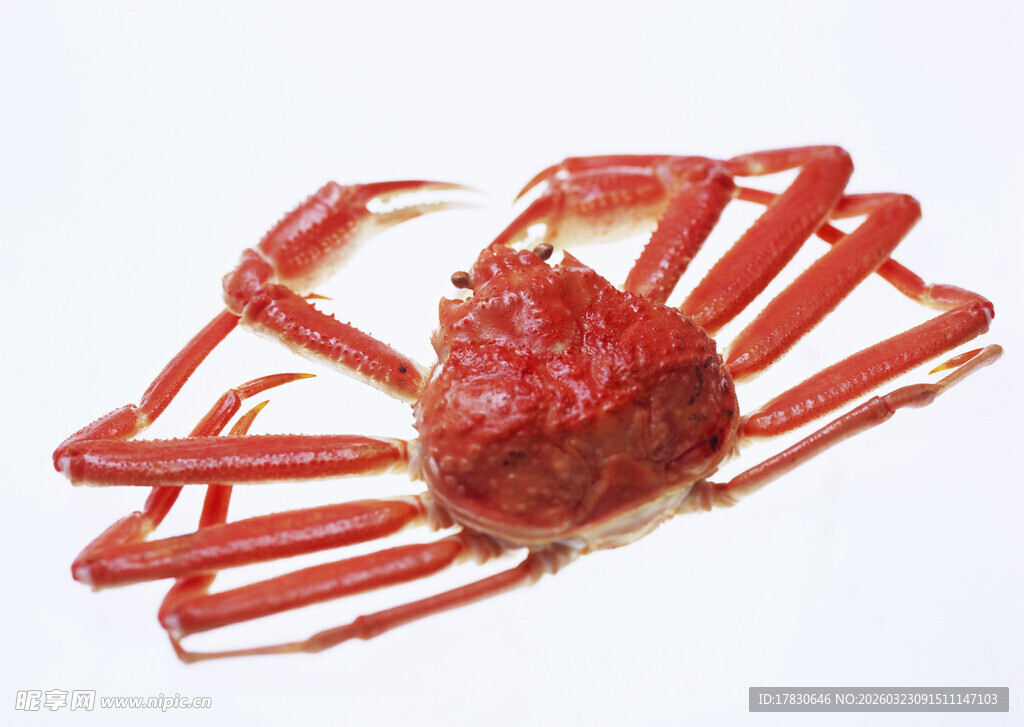 红色大螃蟹特写