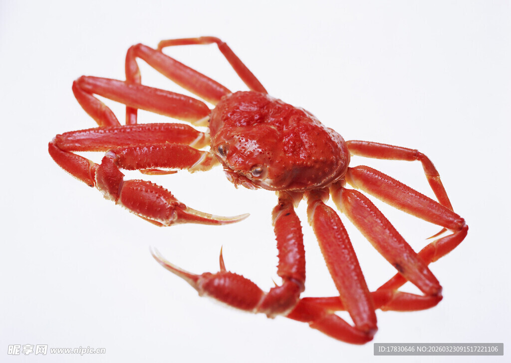 红色螃蟹特写