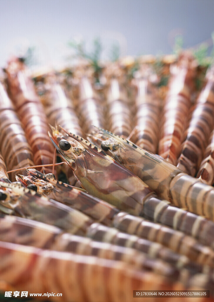 鲜活基围虾特写