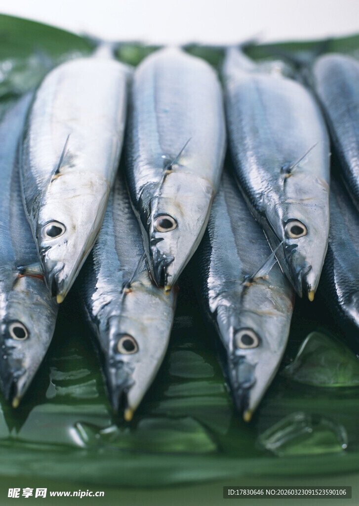 新鲜海鱼整齐摆放