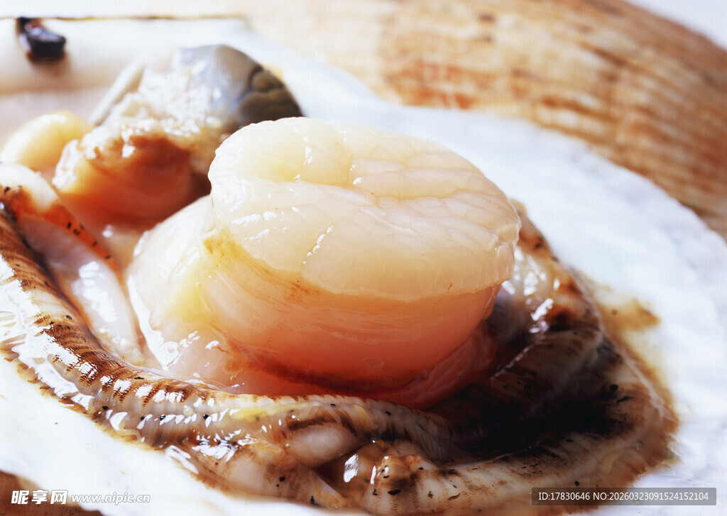 新鲜美味扇贝及海鲜食材