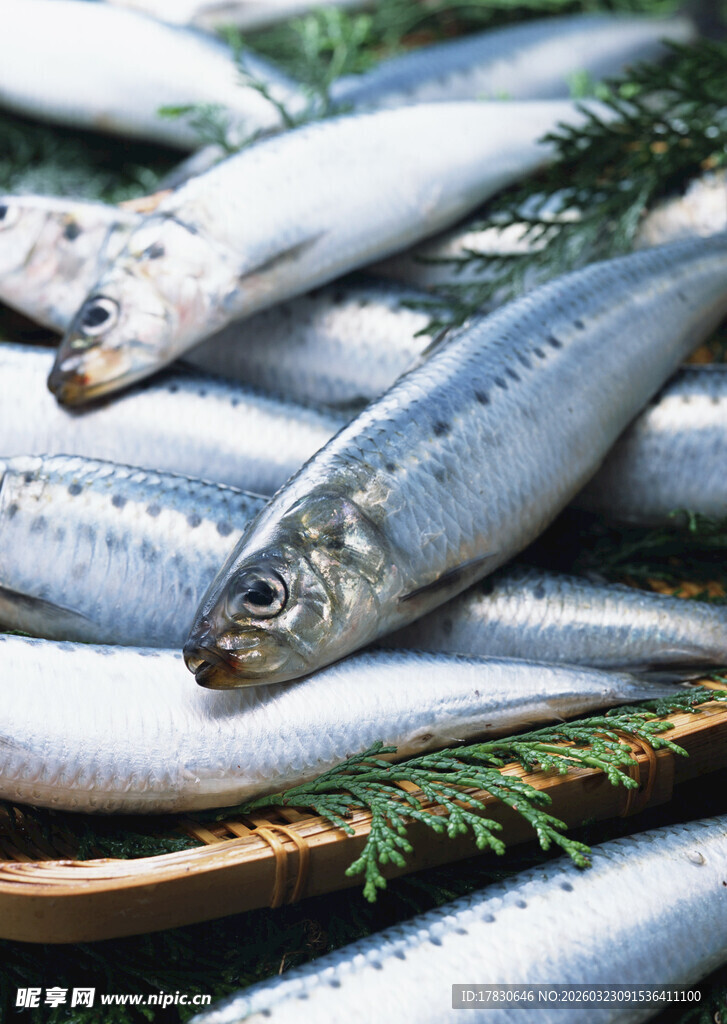 新鲜海鱼置于翠绿枝叶上