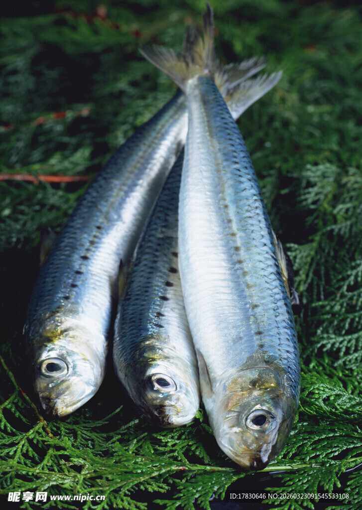 三条银色鲜鱼置于绿草上