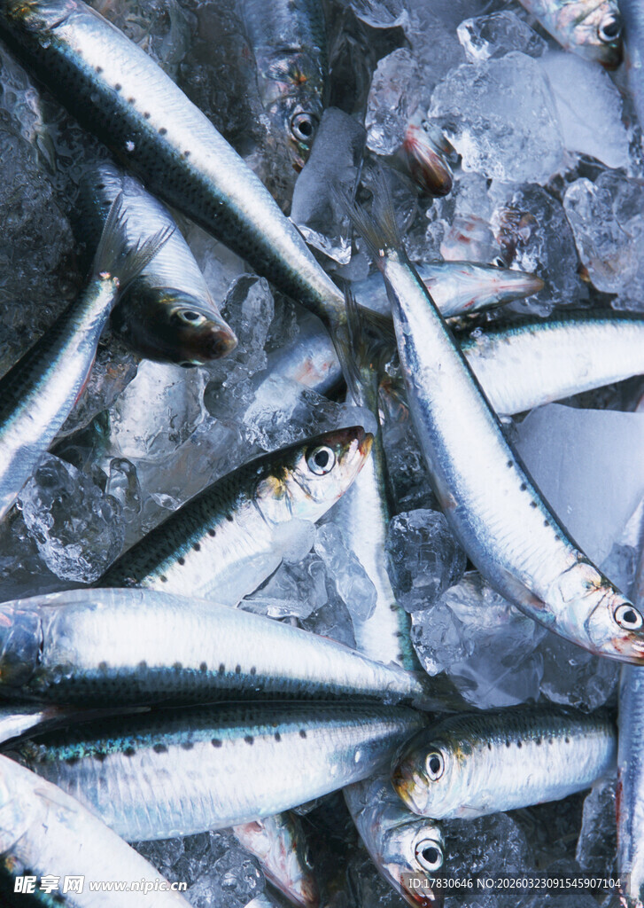 冰鲜沙丁鱼整齐排列