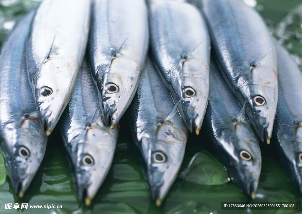 新鲜马鲛鱼整齐排列