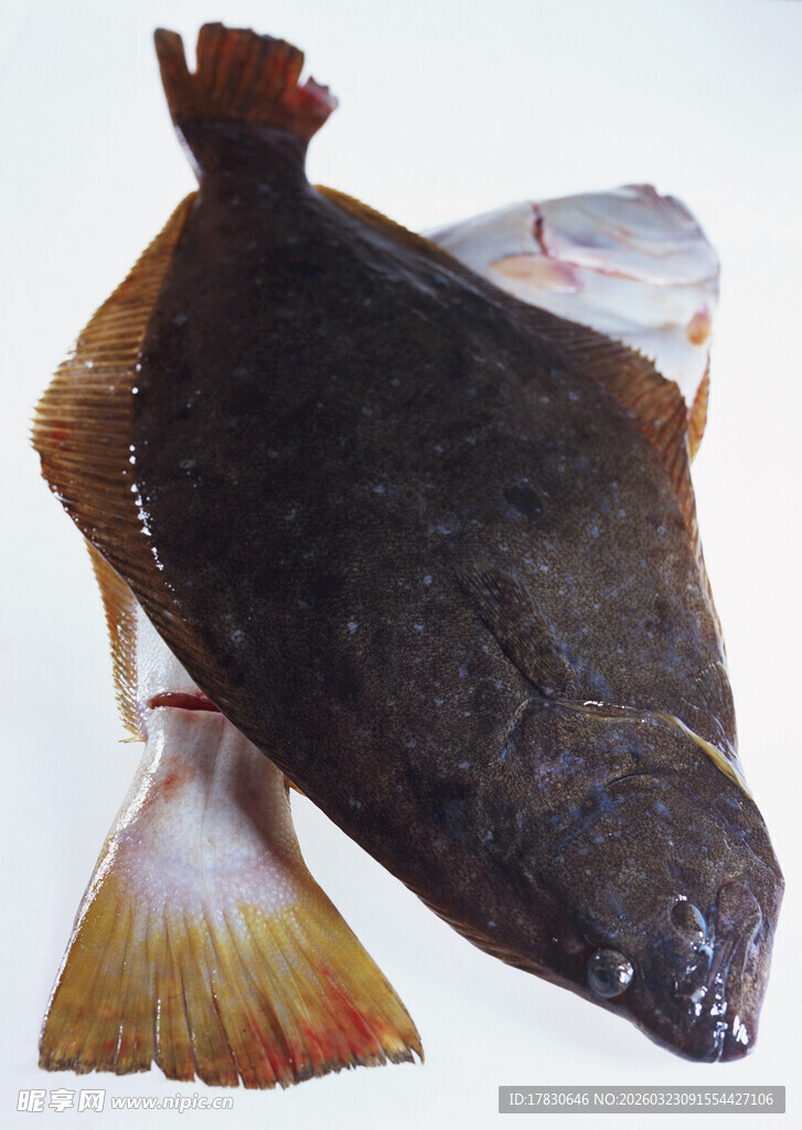 新鲜多宝鱼展示