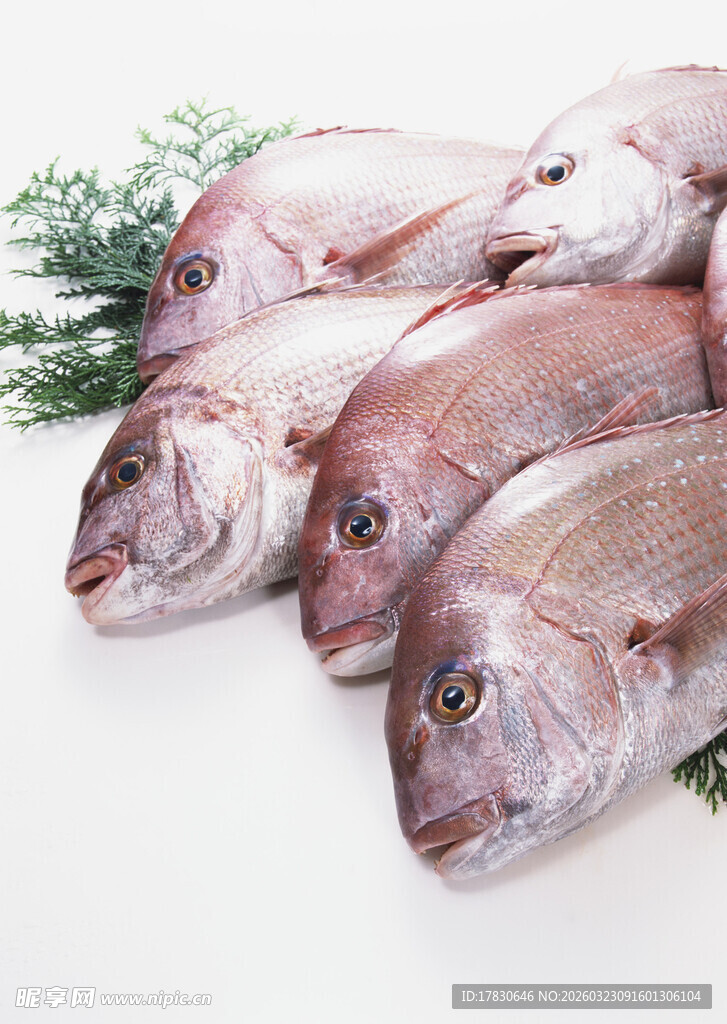 新鲜红鲷鱼质感诱人