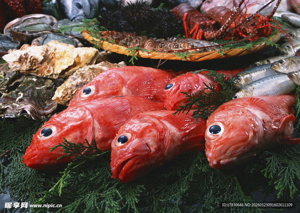 新鲜艳丽的多彩鱼类