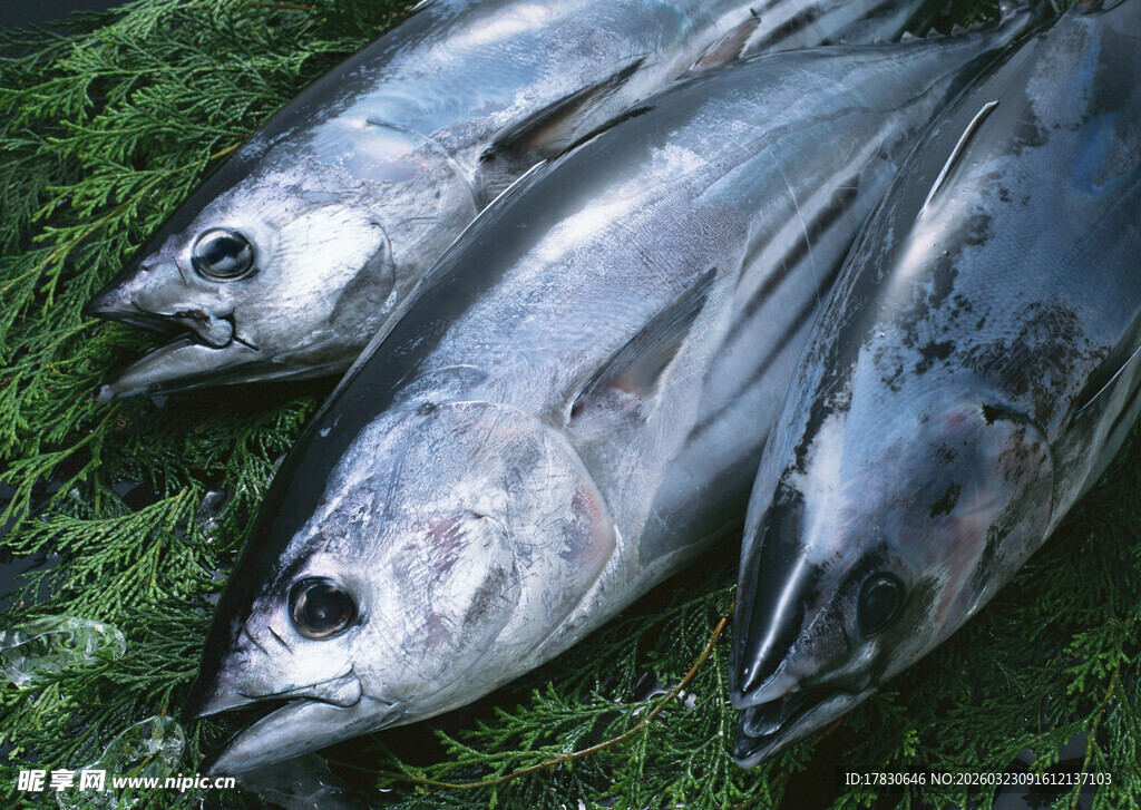 草地上的新鲜海鱼