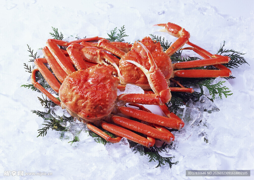 雪地中的美味大螃蟹