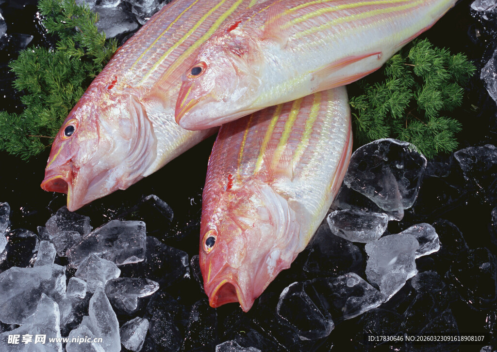 冰鲜红杉鱼展示